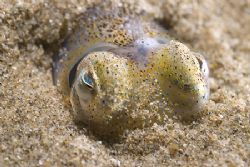 Little cuttlefish. Trefor pier.
North Wales. D200, 60mm. by Derek Haslam 